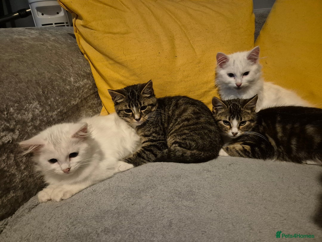 Mixed Breed cats for sale: X5 kittens  - Image 9