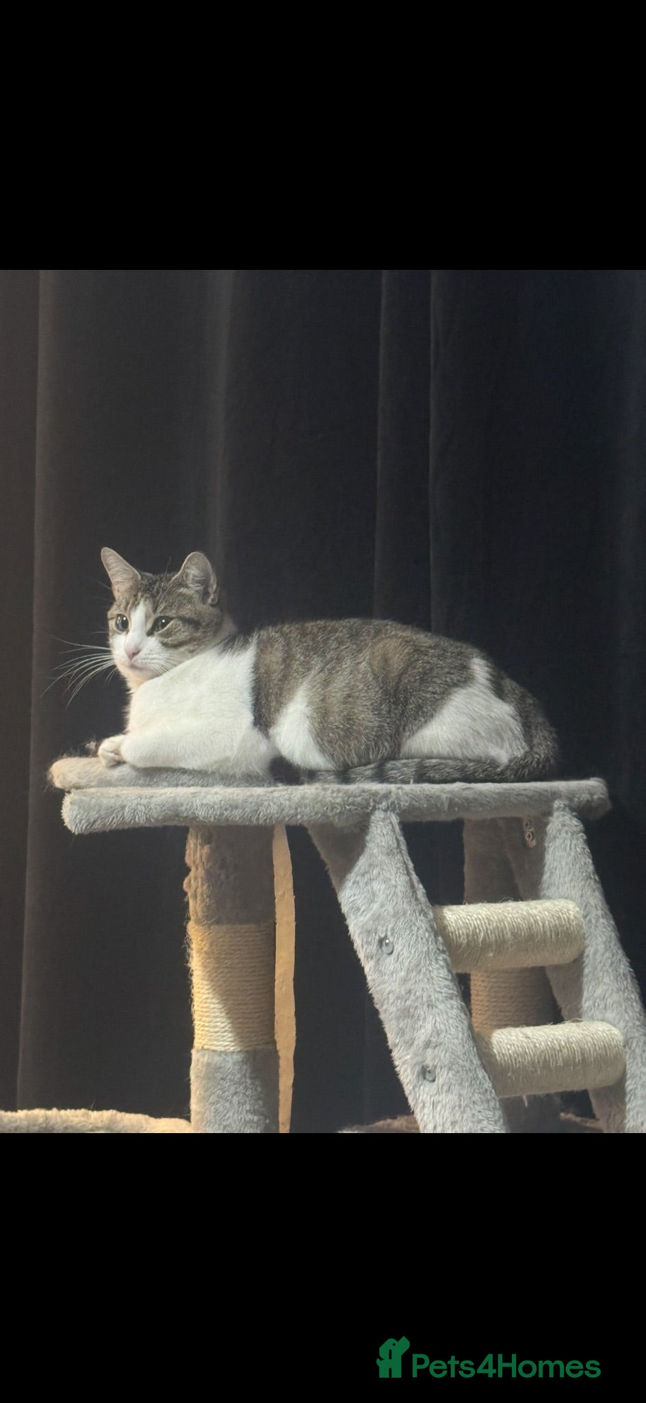 Mixed Breed cats 1 male kitten left  - Advert 4