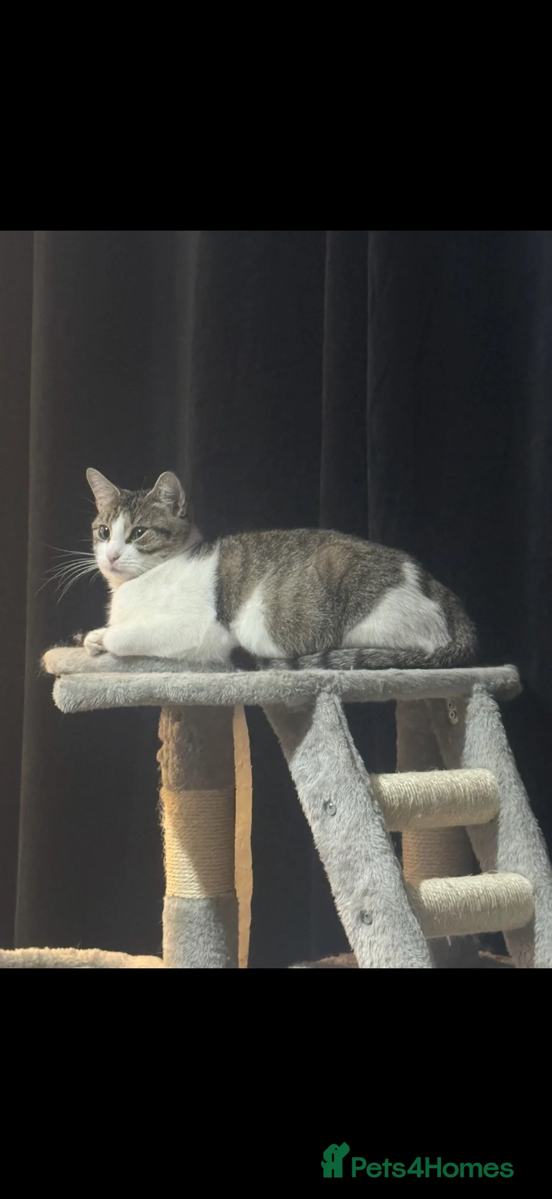 Mixed Breed cats for sale: 1 male kitten left  - Advert 1