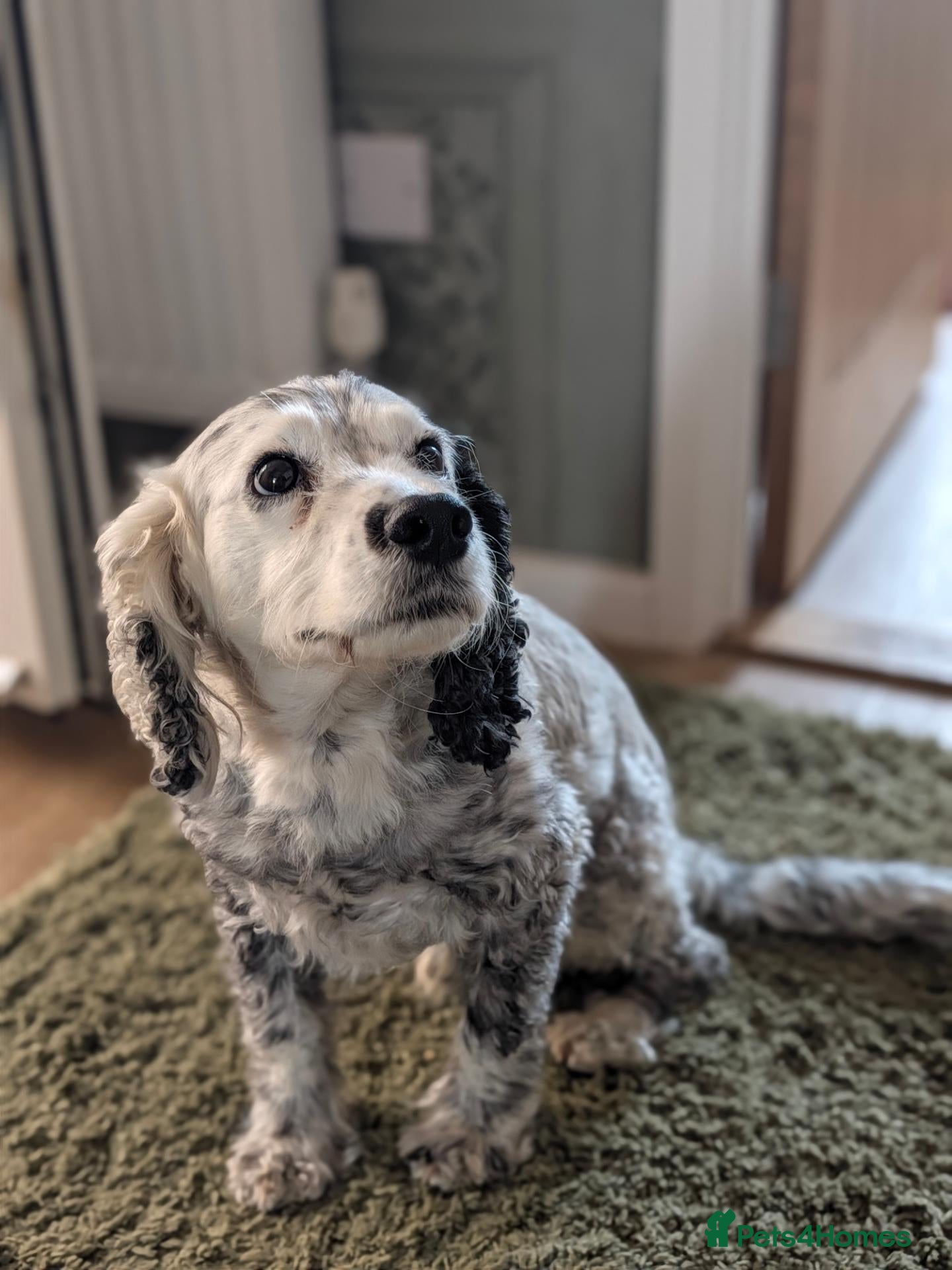 Cocker Spaniel dogs Cocker Spaniel Cross For Rehoming  - Advert 1