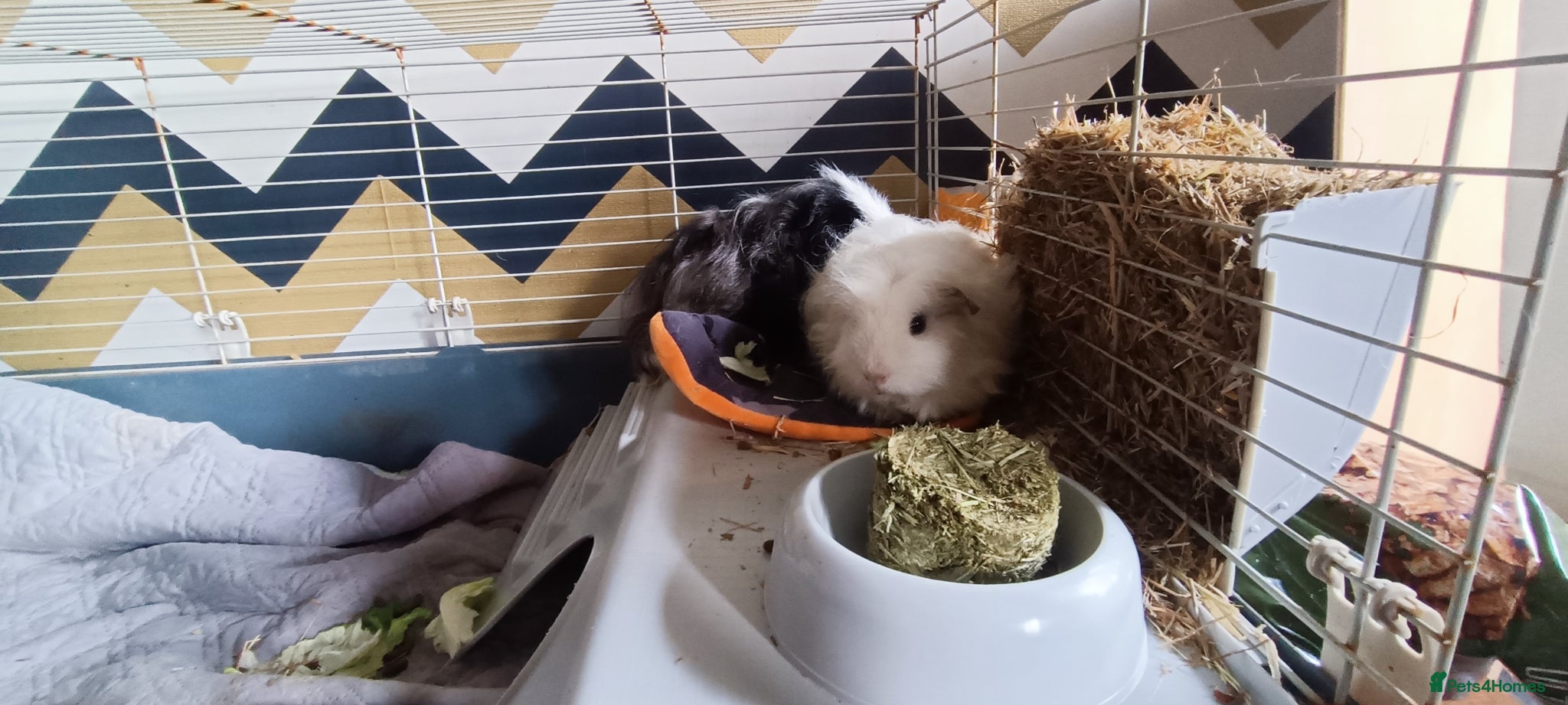 Guinea Pig rodents for sale: MALE Guinea pigs in Skelmersdale - Advert 6