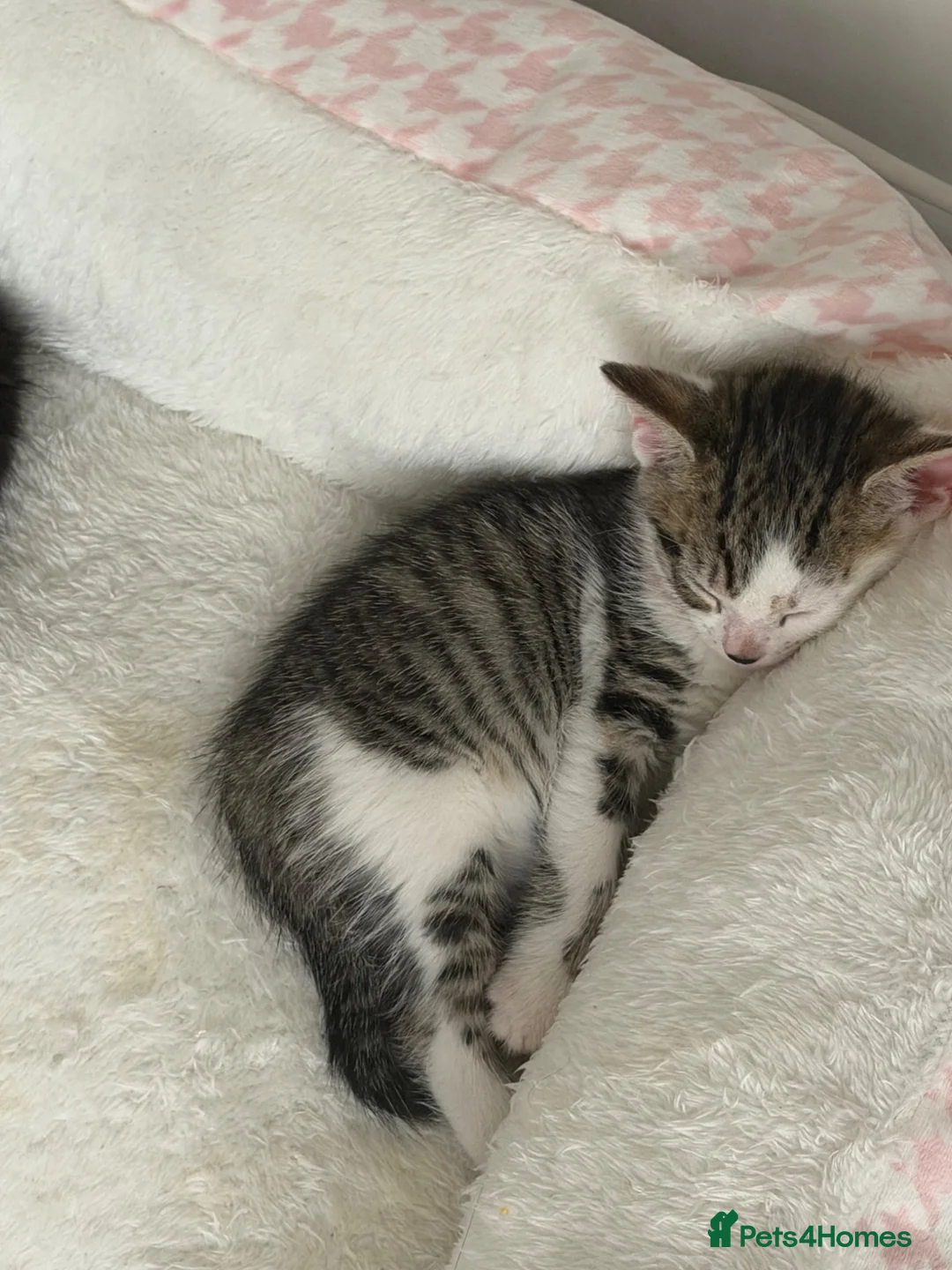 Mixed Breed cats for sale: Beautiful kittens looking for their forever home in Tadworth - Advert 2