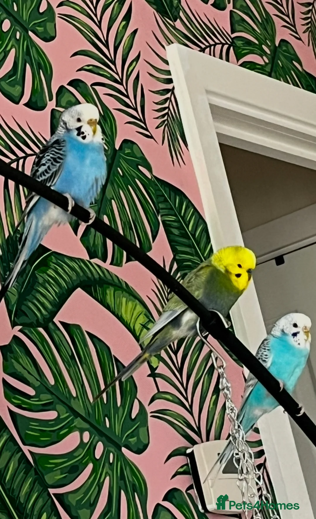 Budgerigars birds for sale: 3 friendly, bonded Budgies! in Aylesbury - Advert 2