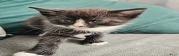 European cats for sale: 🐾AdorableKitten's BoysGirls LookingforLovingHomes - Advert 5