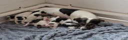 Jack Russell dogs for sale: Docked (vet papers)Traditioal Jack Russel  - Advert 22
