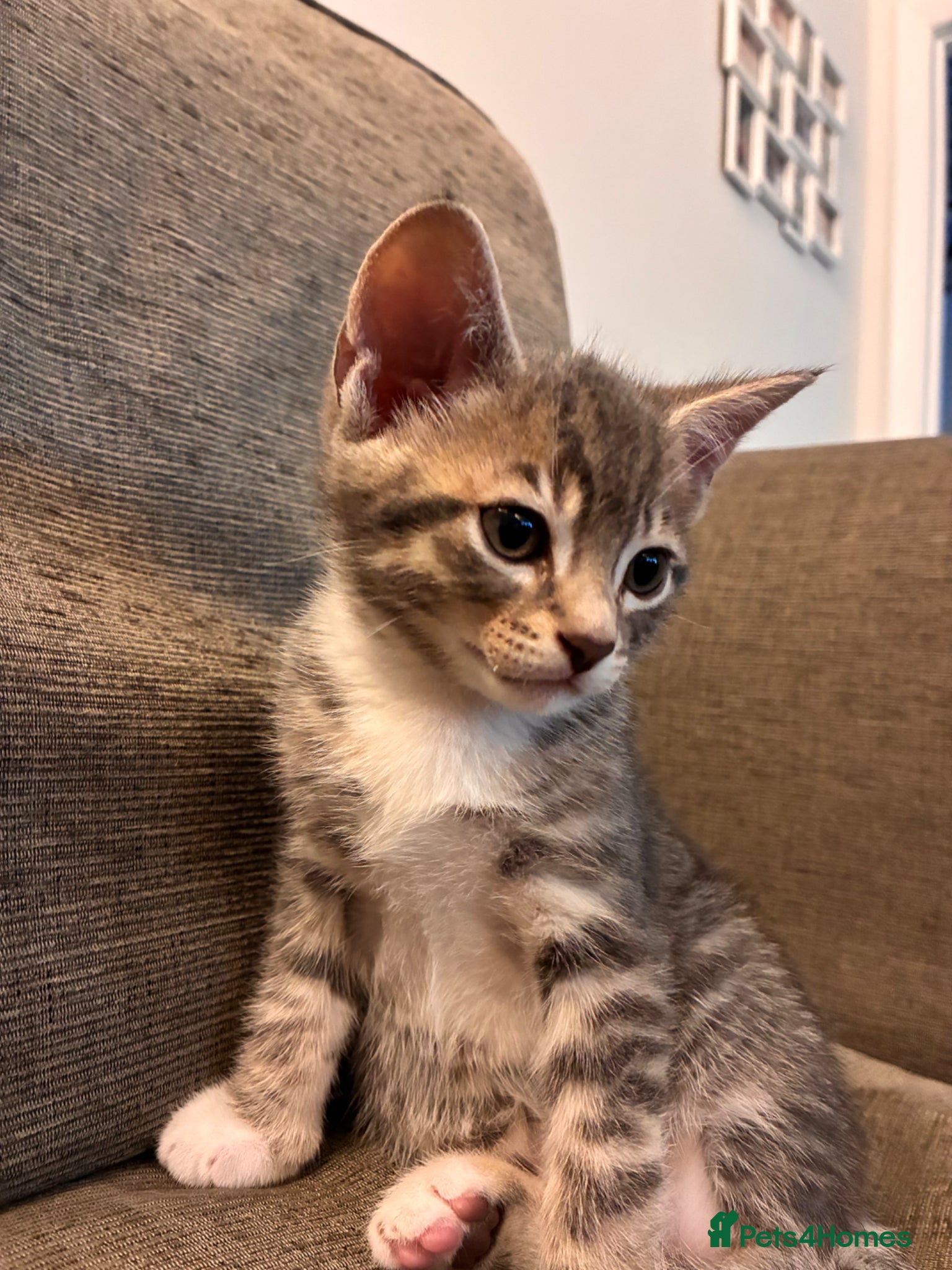 Mixed Breed cats for sale: Beautiful kittens, 1girl, 2 boys  - Advert 10