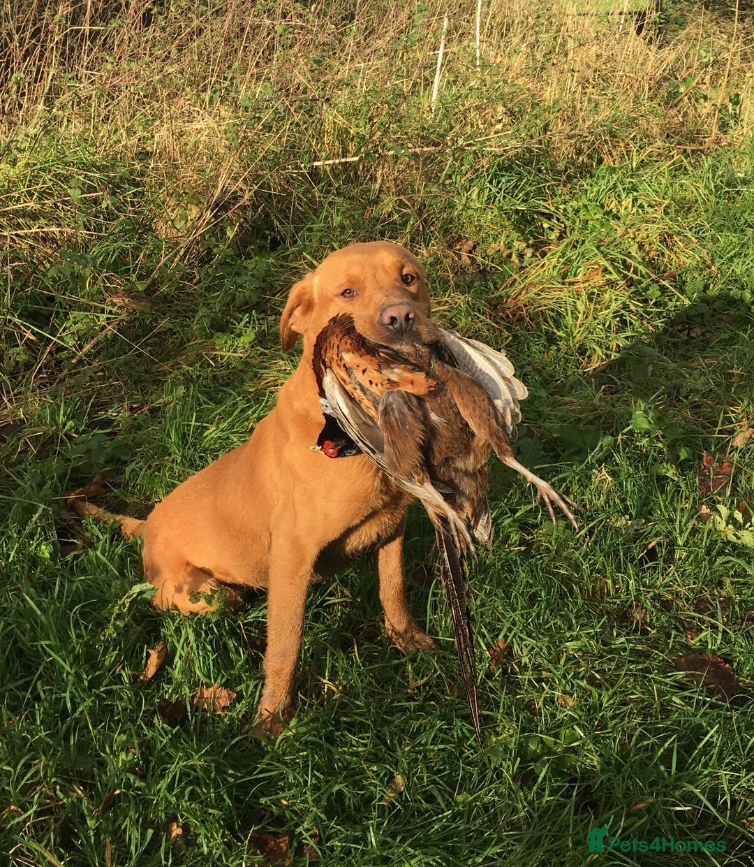 Labrador Retriever dogs for stud: STUNNING KC DARK FOX RED WORKING LABRADOR STUD DOG - Advert 3