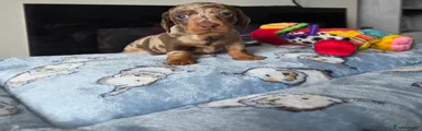 Miniature Dachshund Puppy 4