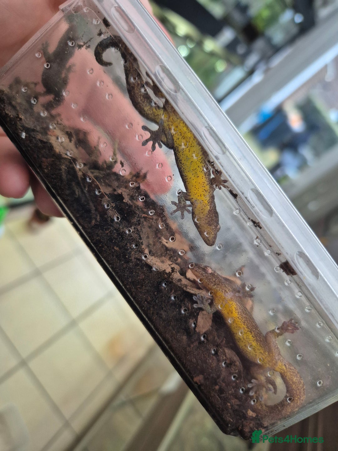 Gecko reptiles for sale: Mourning geckos subadult - Advert 7