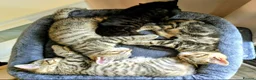 Bengal cats for sale:  Bengal x Ragamuffin - READY TO GO:) - Advert 1