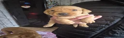 Labrador Retriever dogs for sale: Redfox Labrador  in Wigton - Advert 4