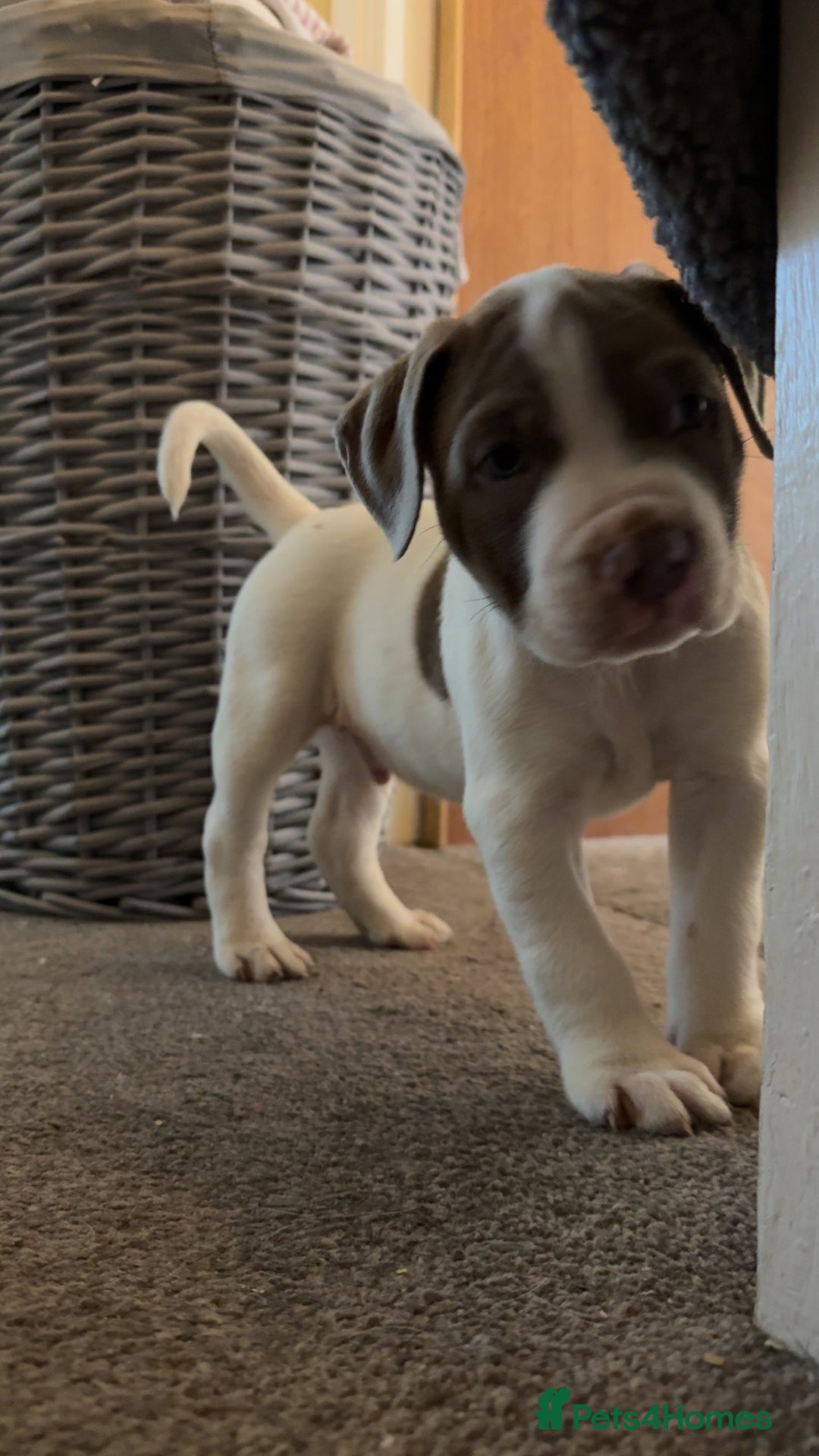 Mixed Breed dogs for sale: American bulldog cross staffie  - Advert 1