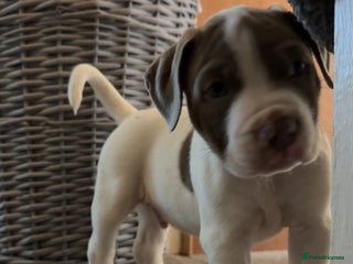 Mixed Breed dogs American bulldog cross staffie - Advert 1