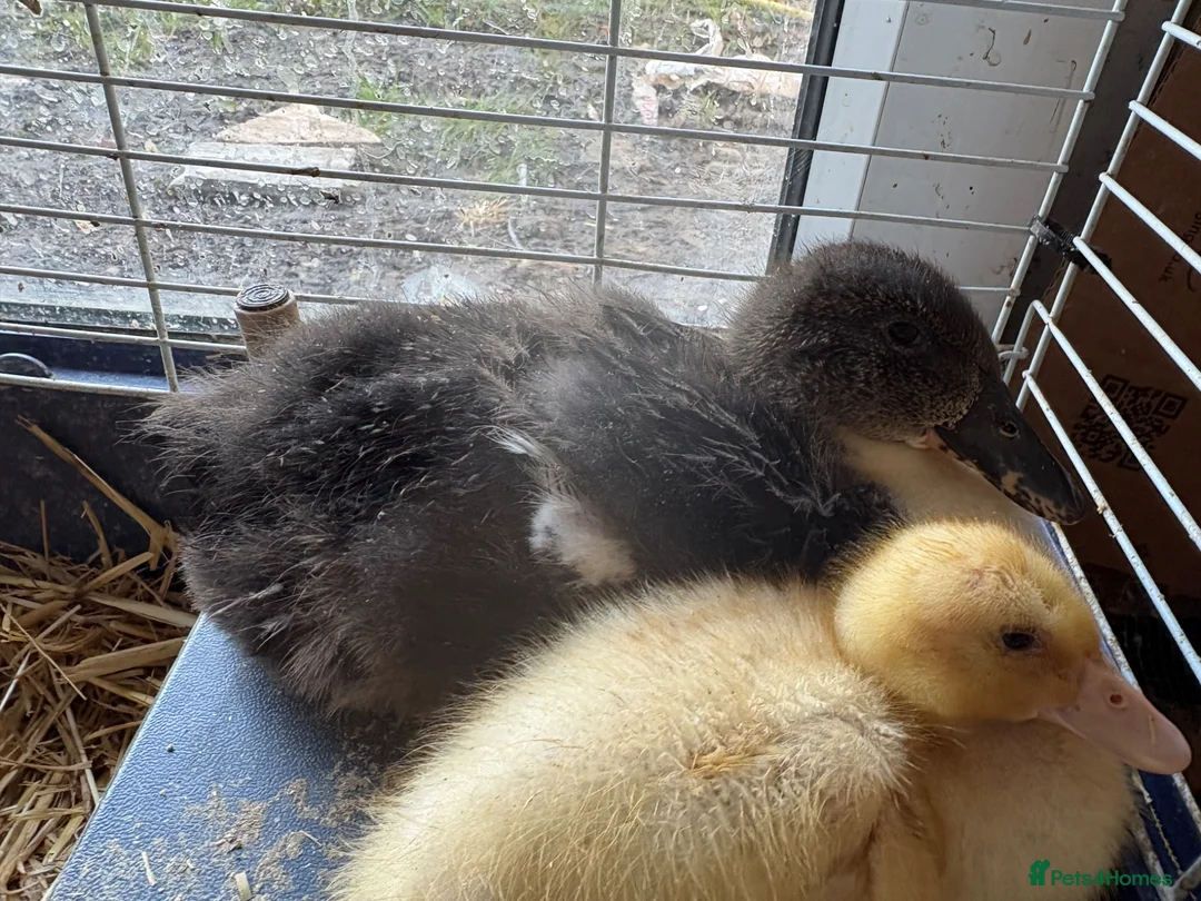 Ducks poultry for sale: Ducklings - Advert 2