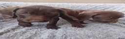 Mixed Breed dogs for sale: READY NOW  - Weimaraner x Vizsla - Advert 9