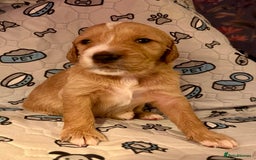 Goldendoodle dogs for sale: Beautiful F2 Goldendoodle Puppies  - Advert 3