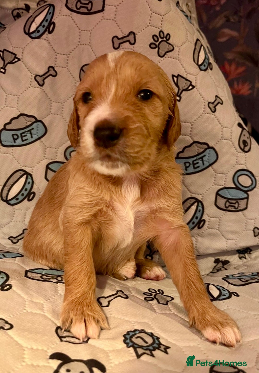 Goldendoodle dogs for sale: Beautiful F2 Goldendoodle Puppies  - Advert 3