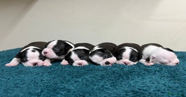 Boston Terrier dogs - Advert 6