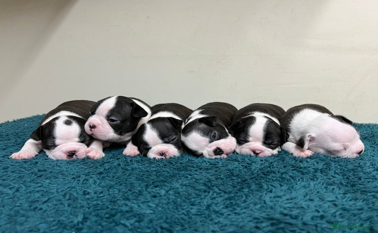 Boston Terrier dogs - Advert 1