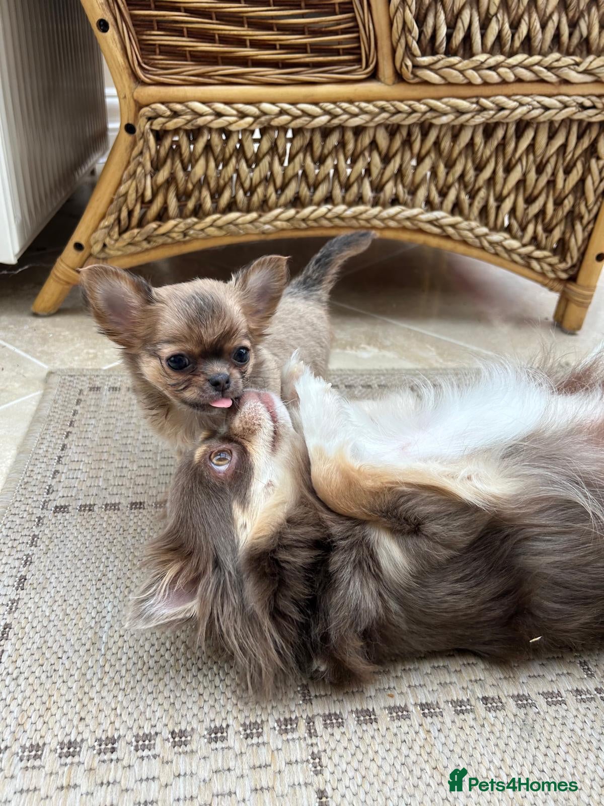 Chihuahua dogs Long Coat Chihuahua Puppies KC Registered  - Advert 2