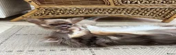 Chihuahua dogs for sale: Long Coat Chihuahua Puppies KC Registered  - Advert 5