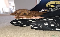 Cockapoo dogs for sale: Coockerpoo puppies  - Advert 12