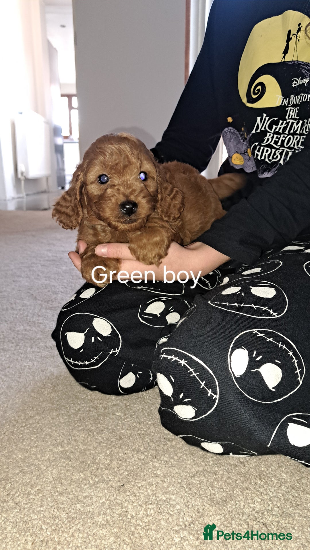 Cockapoo dogs for sale: Coockerpoo puppies  - Advert 12