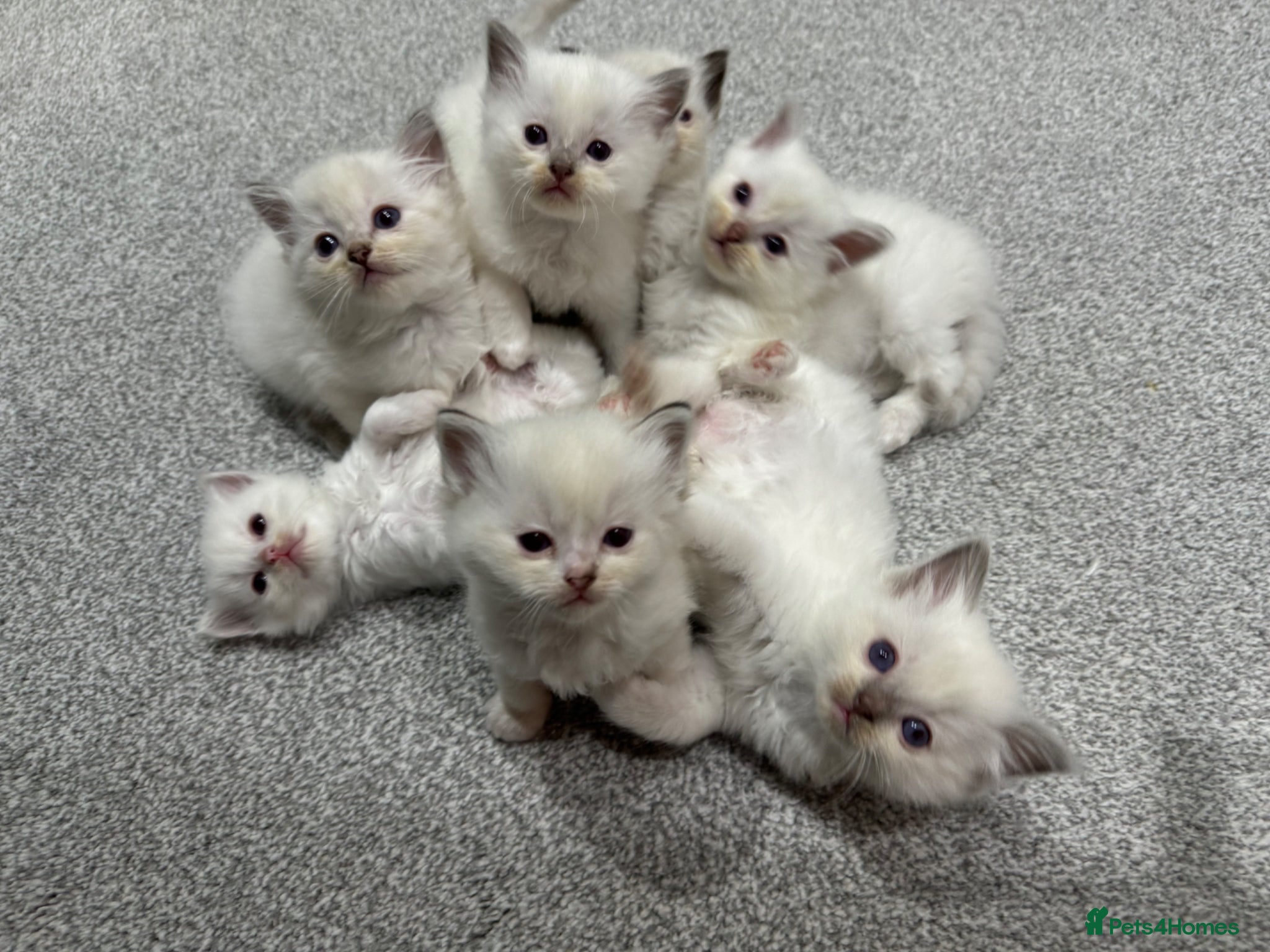 Ragdoll cats FULL PEDIGREE RAGDOLL KITTENS - LAST 2! - Advert 2
