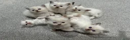 Ragdoll cats for sale: FULL PEDIGREE RAGDOLL KITTENS - LAST 2! - Advert 2