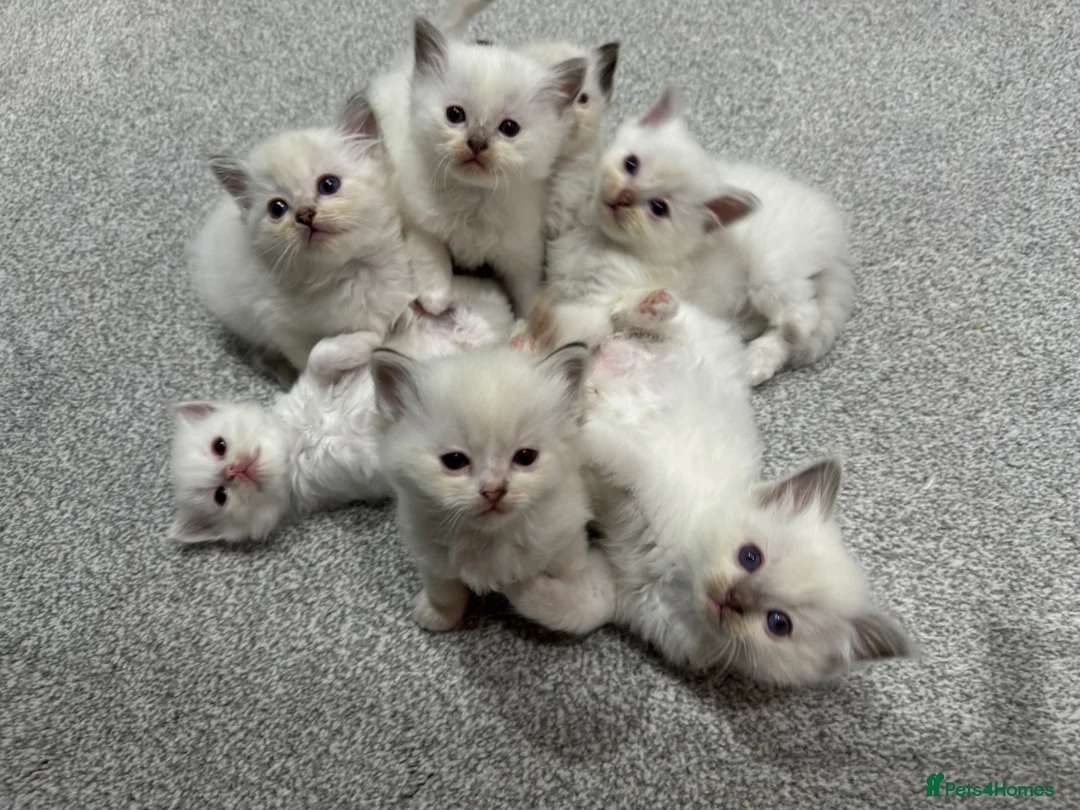 Ragdoll cats for sale: FULL PEDIGREE RAGDOLL KITTENS - LAST 2! - Advert 2