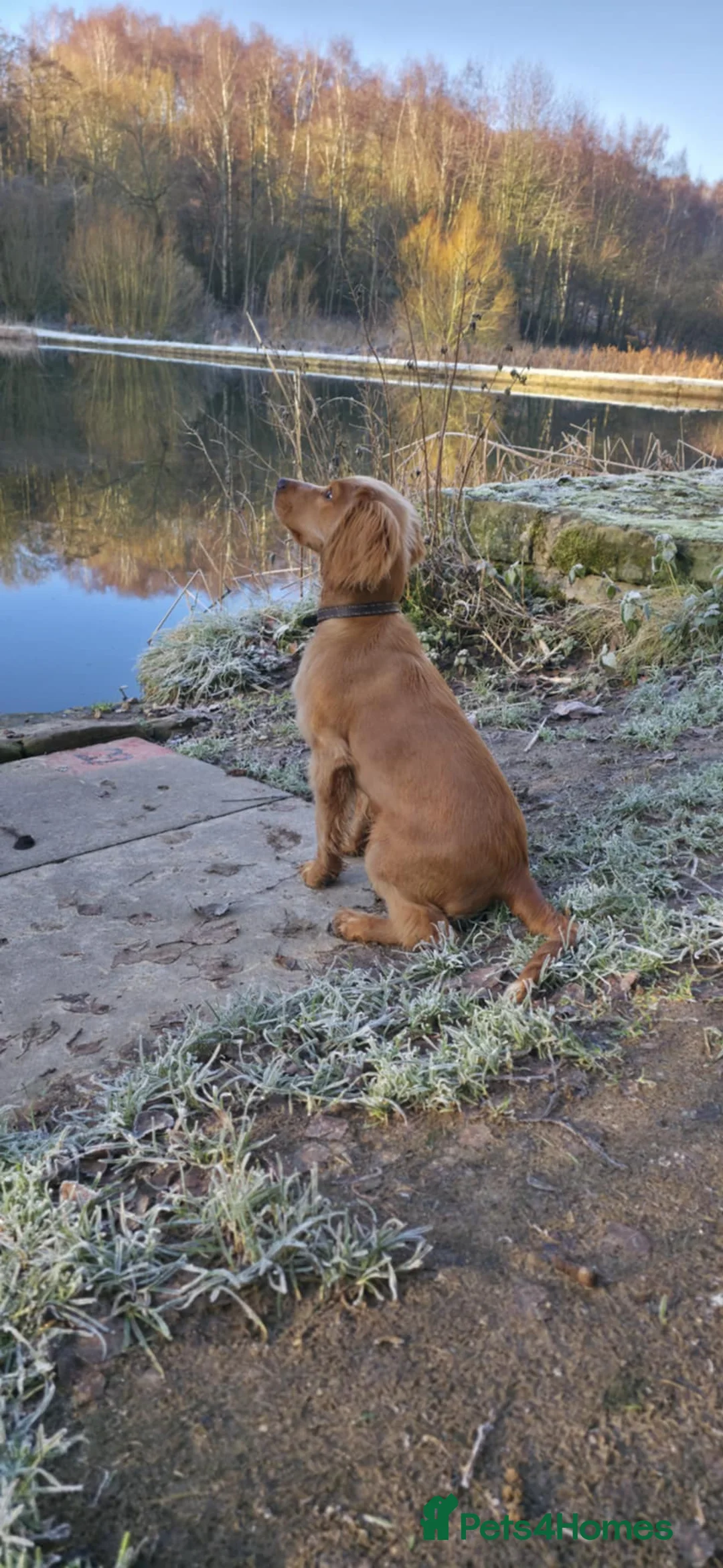 Cocker Spaniel dogs for sale: Working Cocker Spaniel 8 Months Old in Doncaster - Advert 8