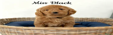 Miss Black