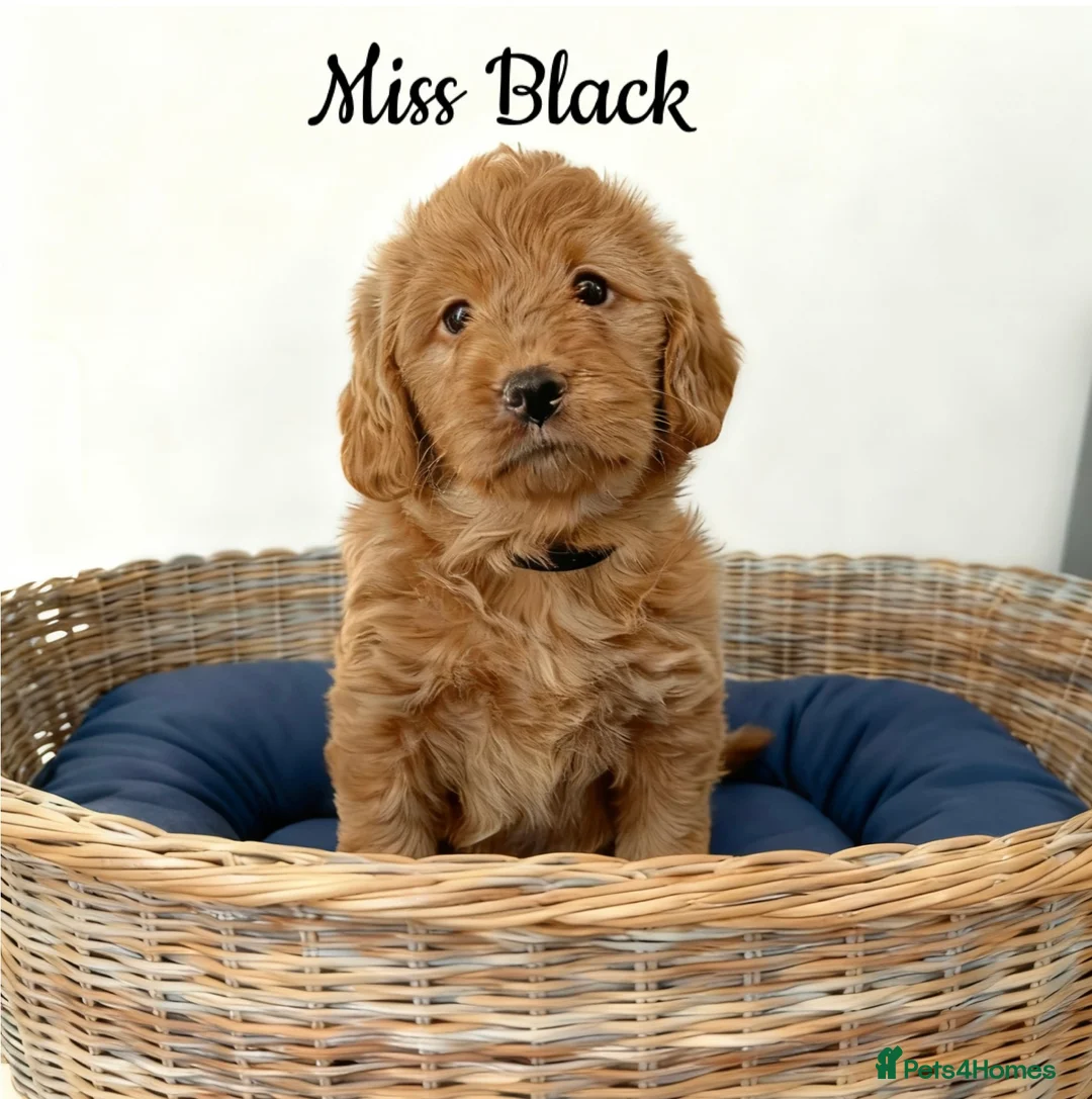 Labradoodle dogs for sale: Fully Health Tested F1 Miniature Labradoodles  - Advert 1