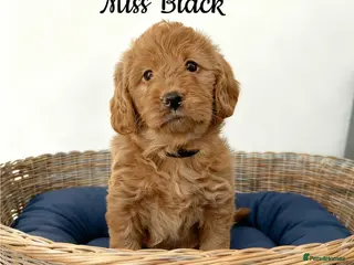 Labradoodle dogs Fully Health Tested F1 Miniature Labradoodles - Advert 1