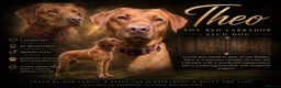 Labrador Retriever dogs for sale: 3 Beautiful labrador puppies ❤️ - Advert 6
