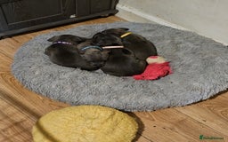 Staffordshire Bull Terrier dogs for sale: Staffordshire bull terrier  - Image 4