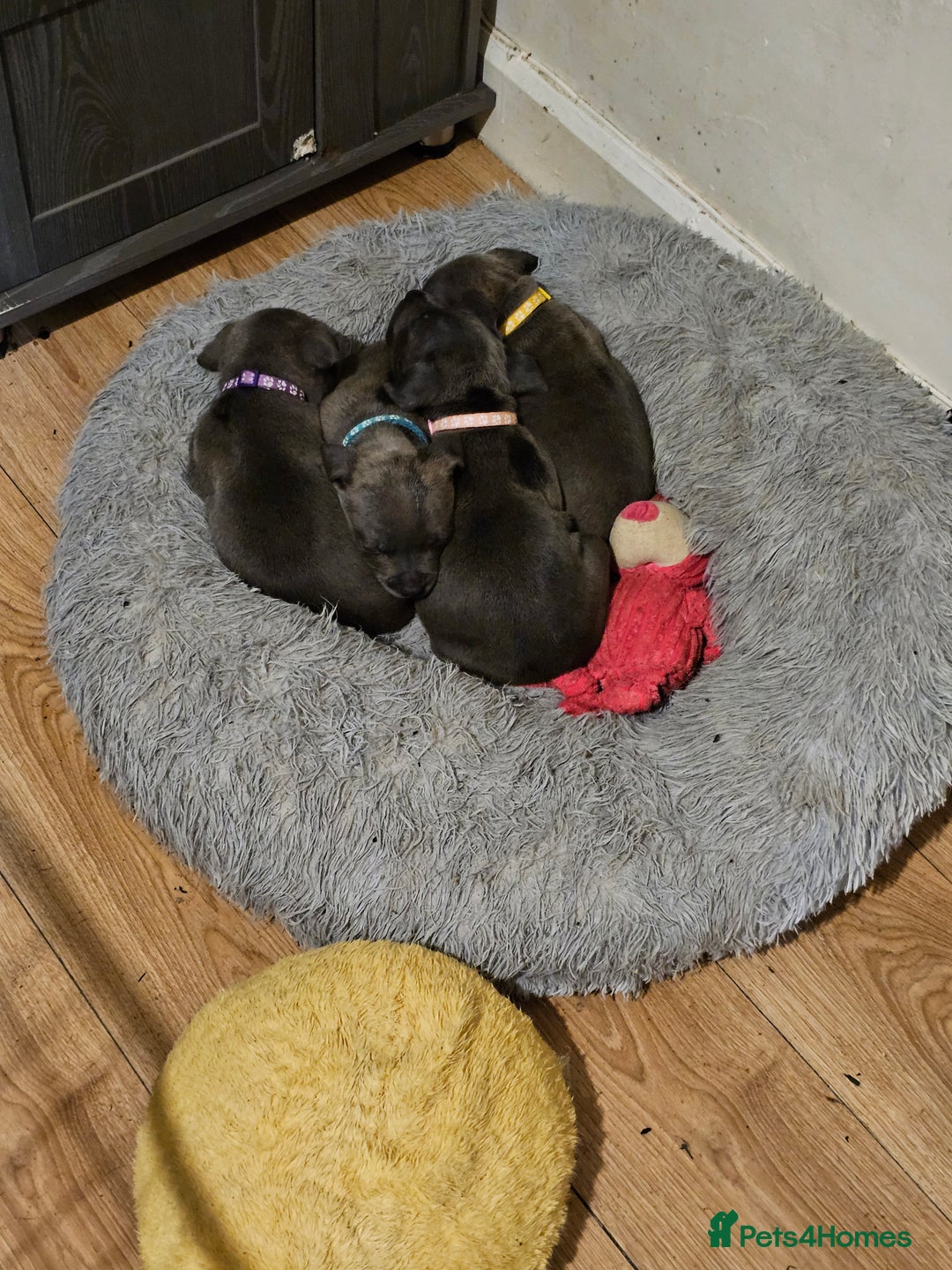 Staffordshire Bull Terrier dogs for sale: Staffordshire bull terrier  - Image 4