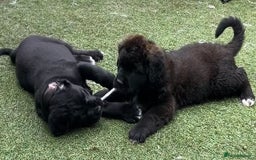 Mixed Breed dogs for sale: Central Aisian Shepard x Rottweiler - Image 16