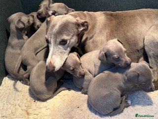 Whippet dogs Four blue whippet boys - Advert 7