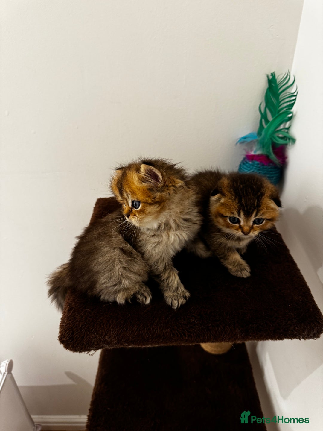 Scottish Fold cats for sale: Purebred Chinchilla Scottish Fold Kittens  🐾 - Advert 21