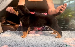 Rottweiler dogs for sale: Superb litter of dual purpose Rottweiler puppies. - Image 28