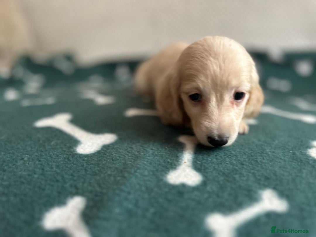 Miniature Dachshund dogs for sale: ***long haired mini dachshunds **** - Image 25