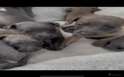 Whippet dogs for sale: Adorable home bred KC whippets - Image 18