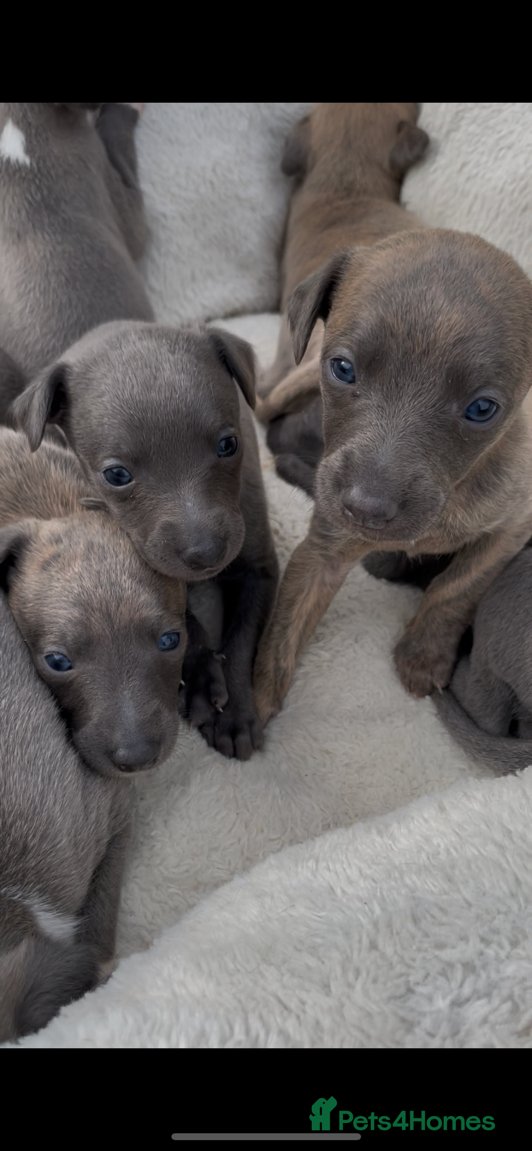 Whippet dogs for sale: Adorable home bred KC whippets - Image 18