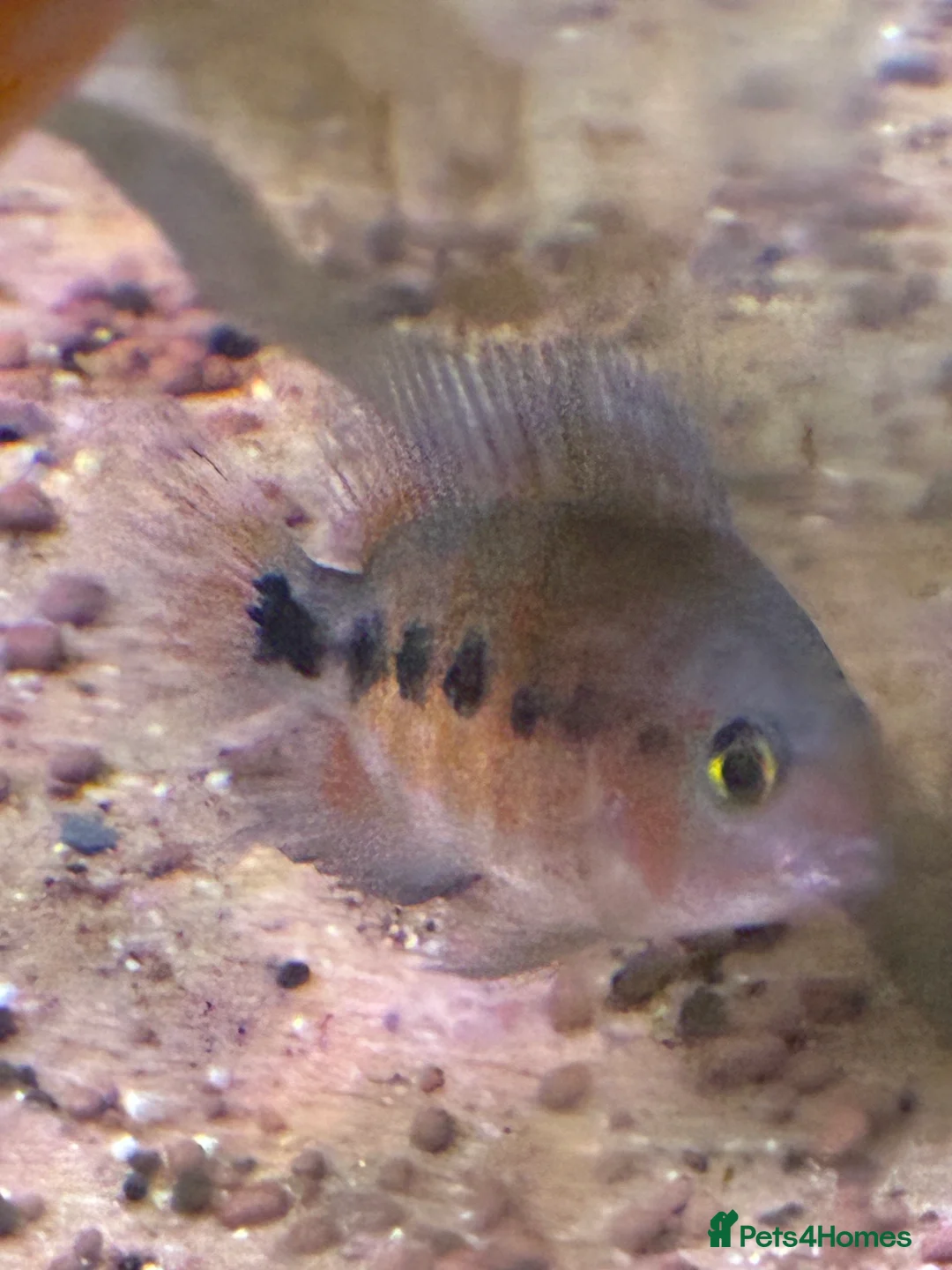 Cichlids fish for sale: Blood parrot x marble veija  - Advert 6