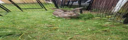 Continental Giant rabbits for sale: Pure continental giant rabbit male  - Advert 2