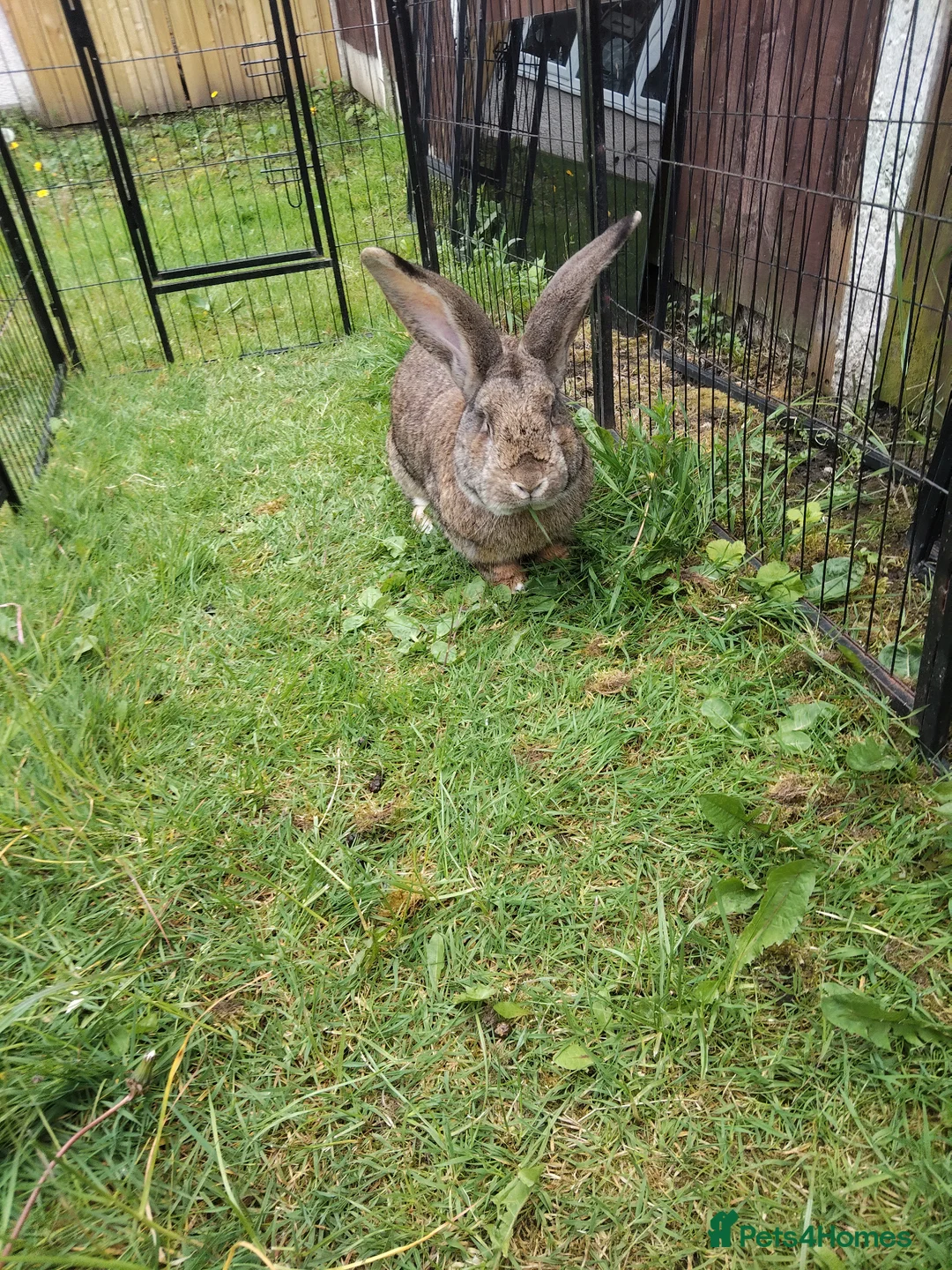 Continental Giant rabbits for sale: Pure continental giant rabbit male  - Advert 2
