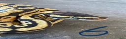 Python Snake reptiles for sale: Hatchling royal pythons. - Advert 15