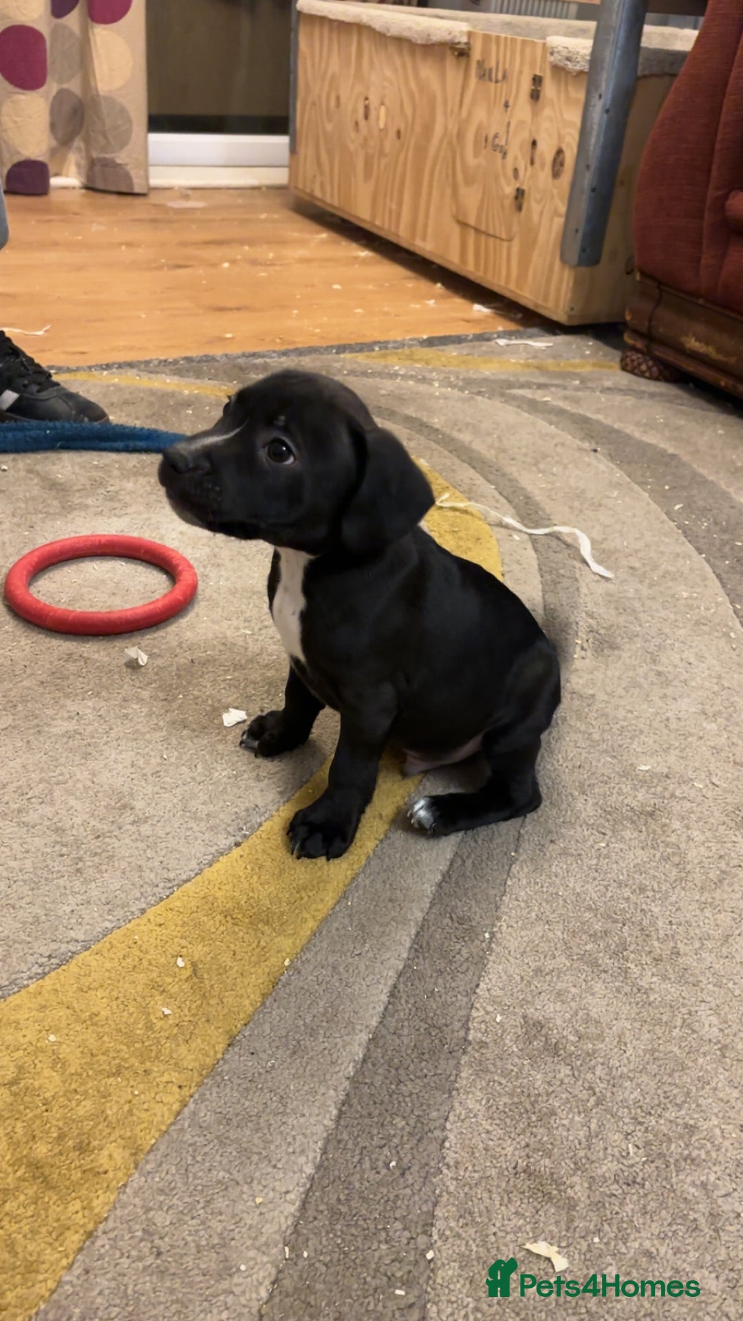 Mixed Breed dogs for sale: Beautiful Staffy Pups, 3 Boys, 4 Girls - Advert 6