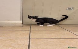 Domestic Shorthair cats for sale: 2 male  1year old cats ******  - Image 6